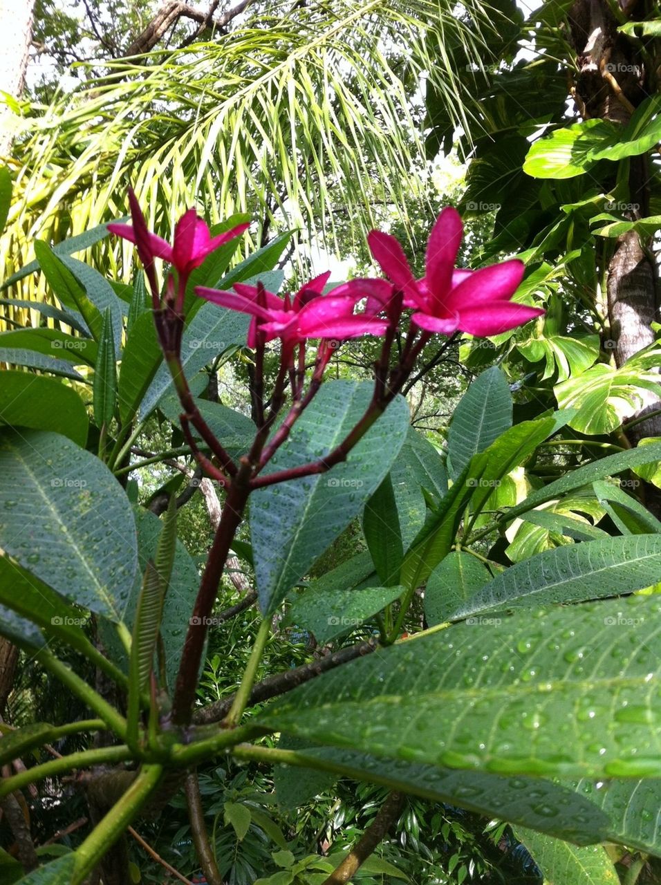 Tropical Bloom