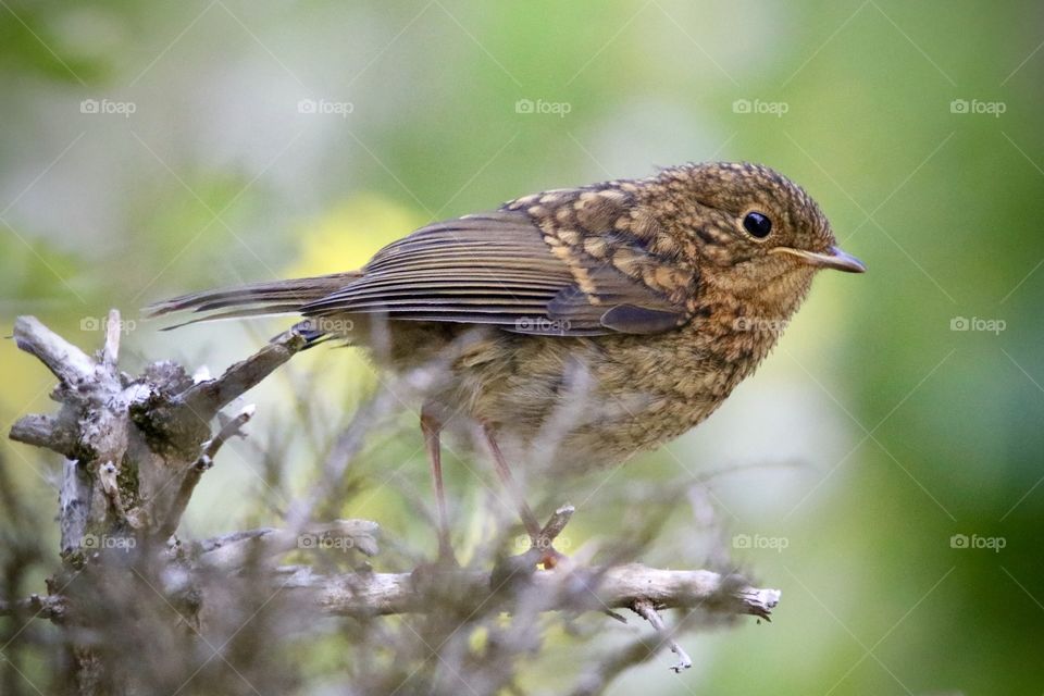 Youngster robin