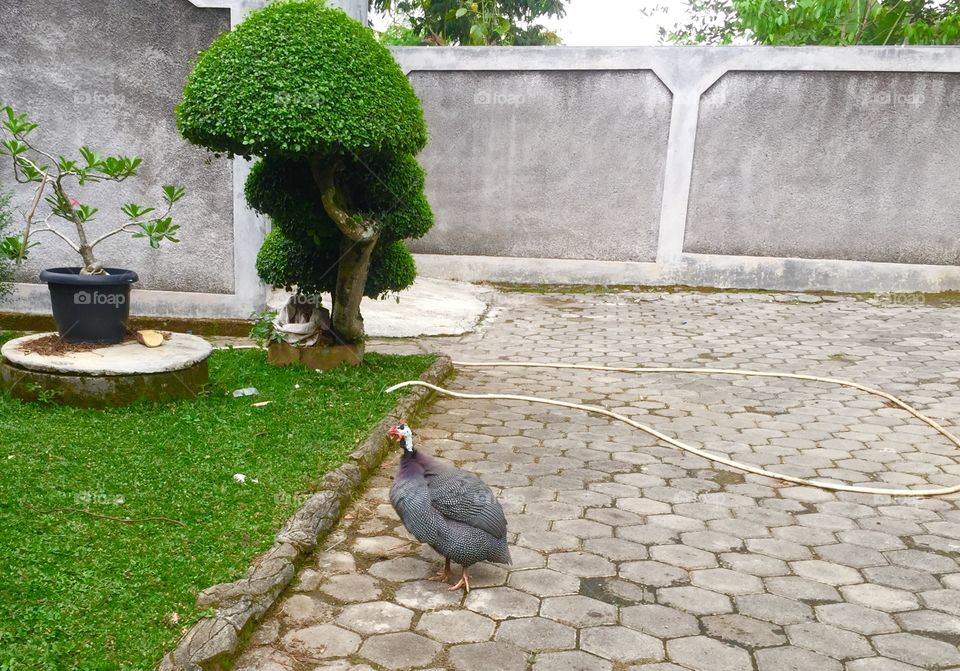 guinea fowl