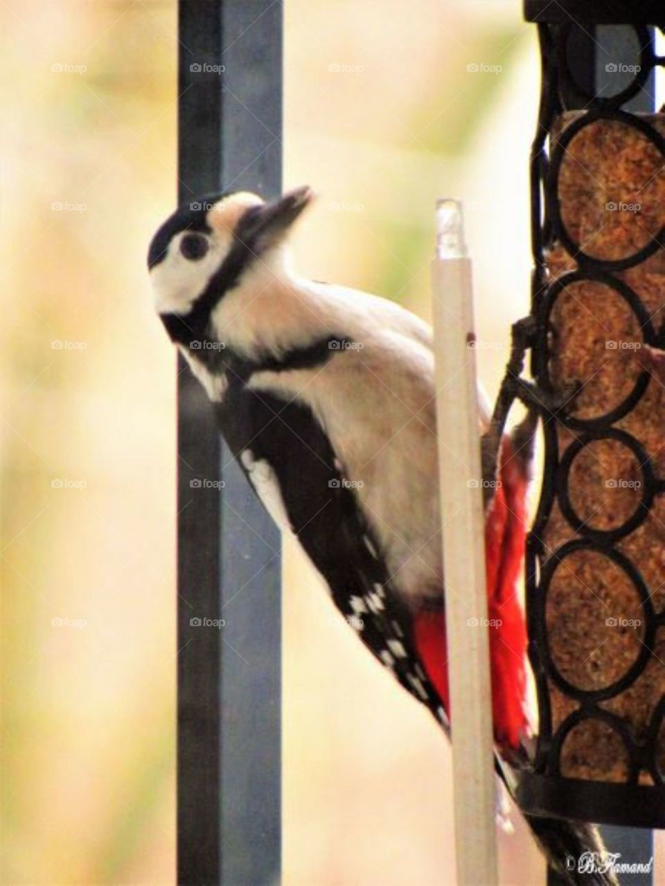 Great spotted woodpecker