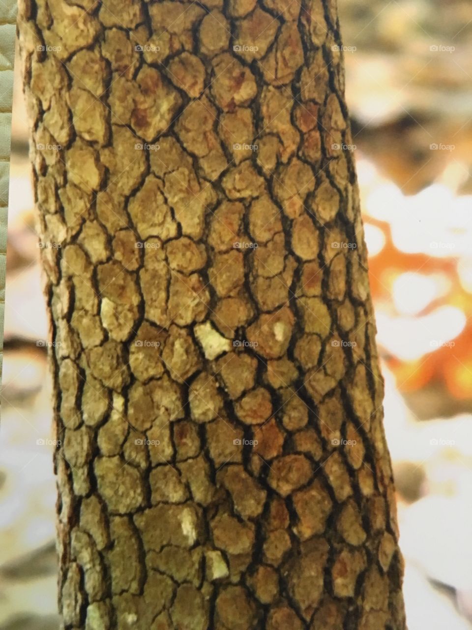 Patterns in bark