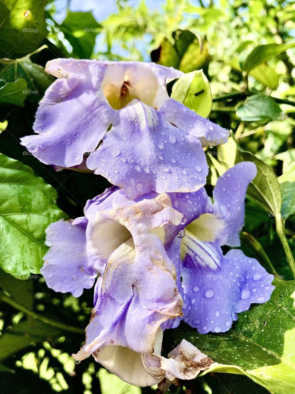 LAVANDER - 🌹 🇺🇸 Very beautiful flowers to brighten our day.  Live nature and its beauty. Did you like the delicate petals? / 🇧🇷 Flores muito bonitas para alegrar nosso dia. Viva a natureza e sua beleza. Gostaram das pétalas delicadas? 