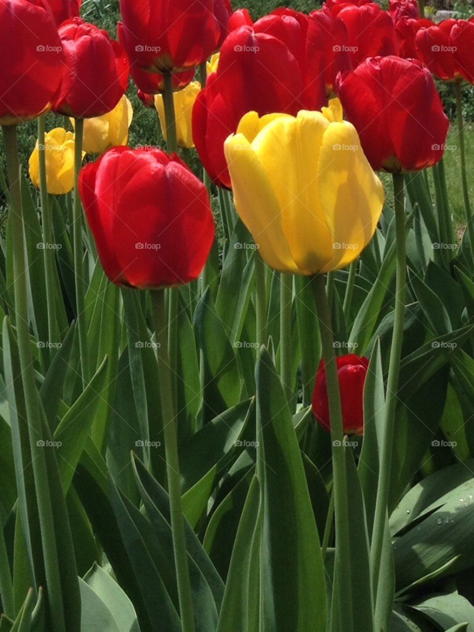 tulips