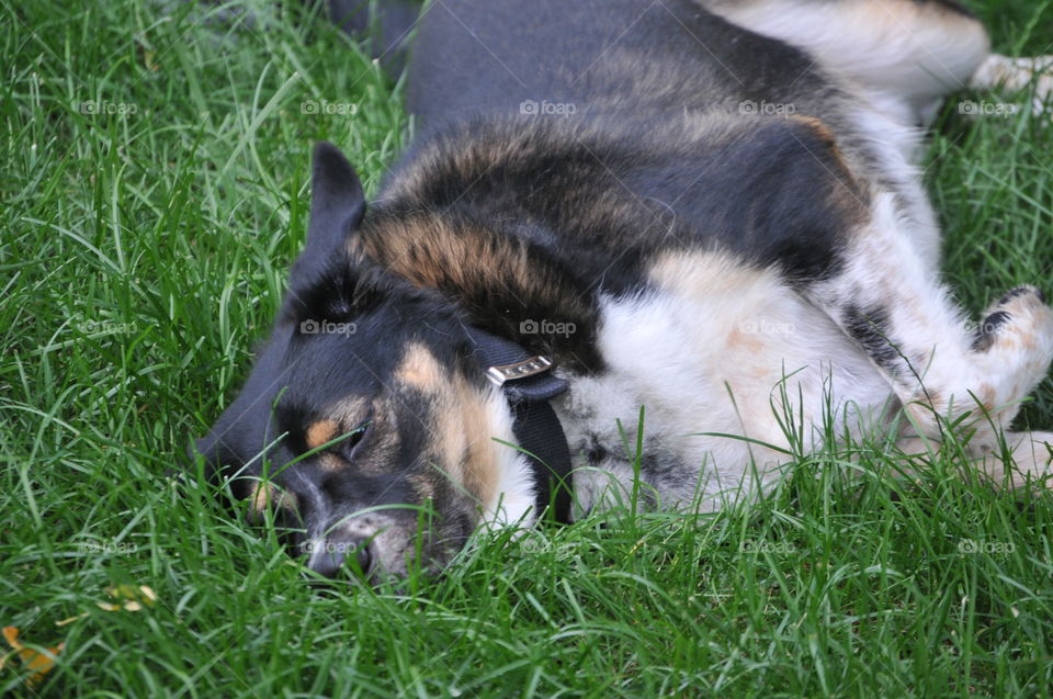 Dog rolling in grass 
