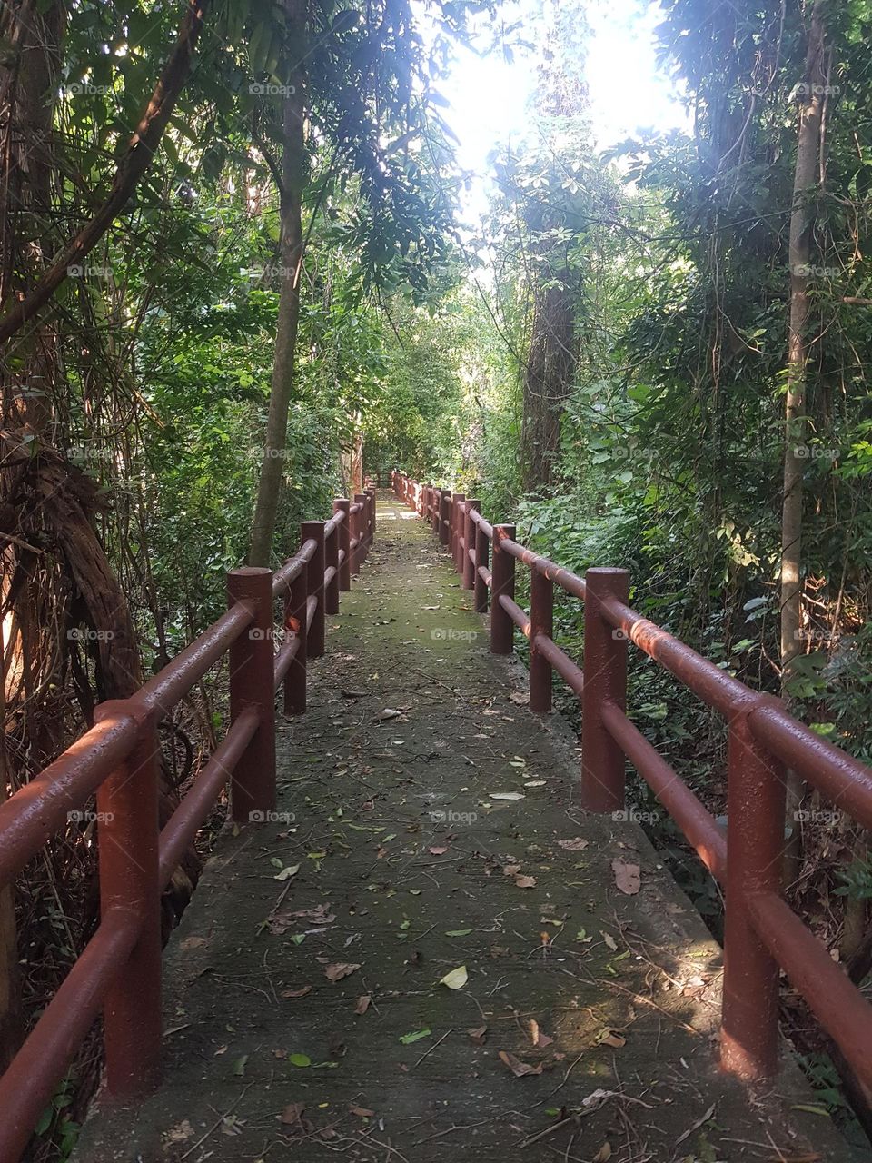 Take a walk and explore the forest