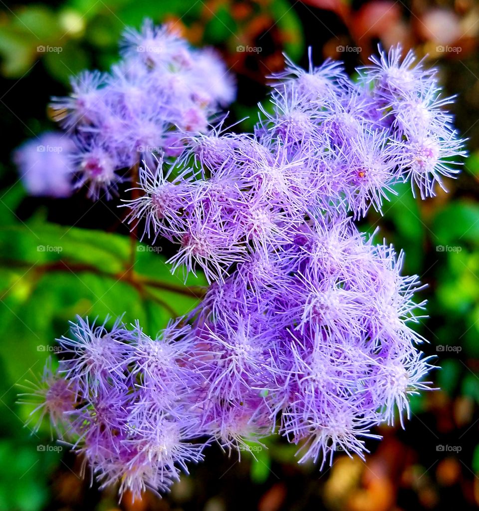 purple flower