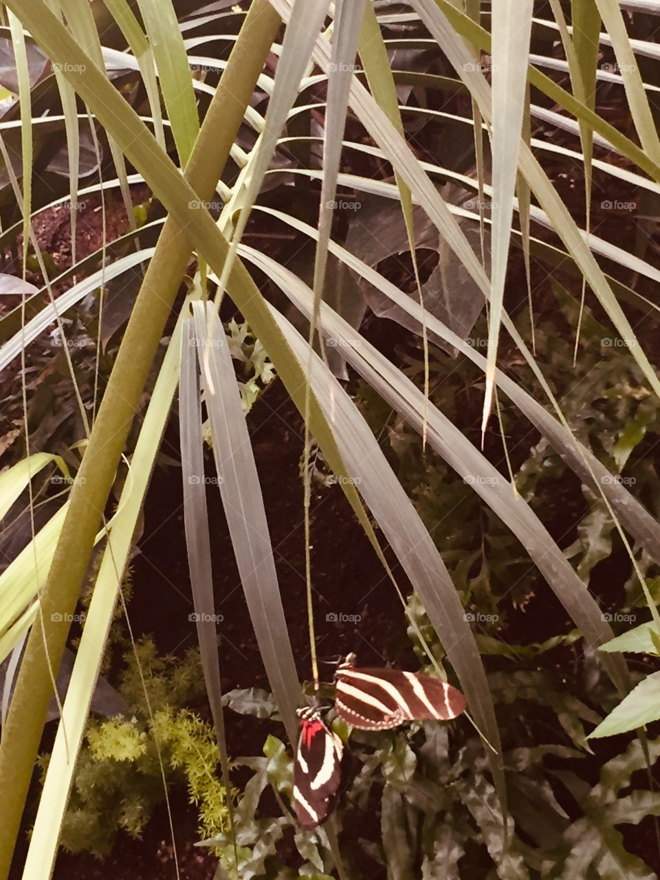 Vivid, colorful, bright, Photography, Hang out with me, Let’s Hang out, Winged Fair Weather Friends, 2 hearts, Different colors, different sizes. Small, Large, orange and black and white, yellow and black and white.