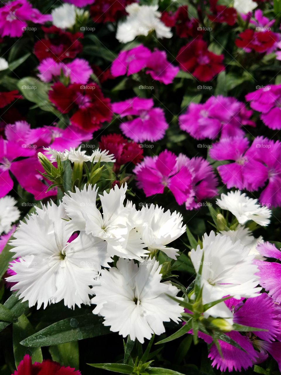 Dianthus Mix