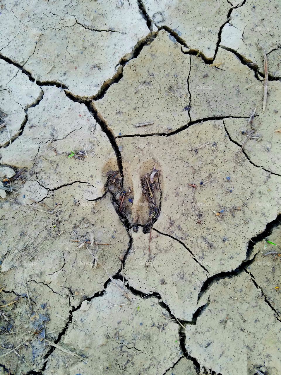 deer footprint