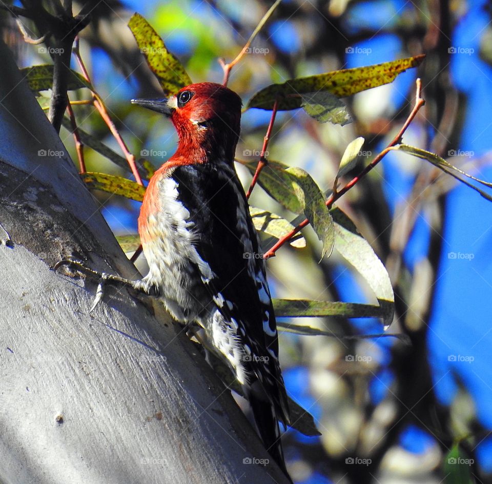Red- Breasted Sapsucker