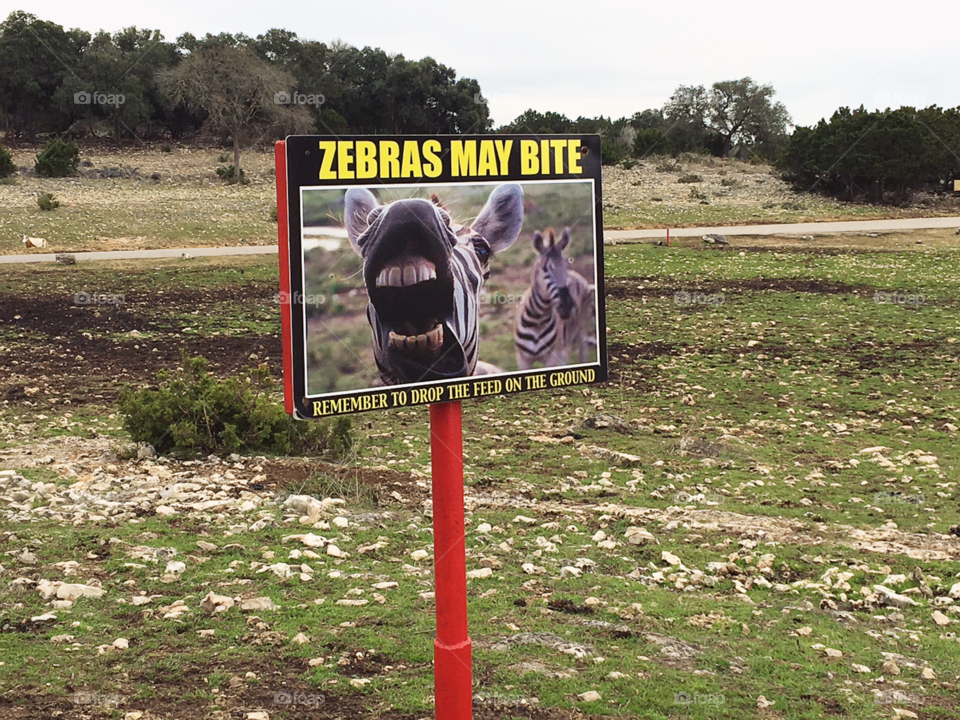 Zebras may bite! (at safari) 