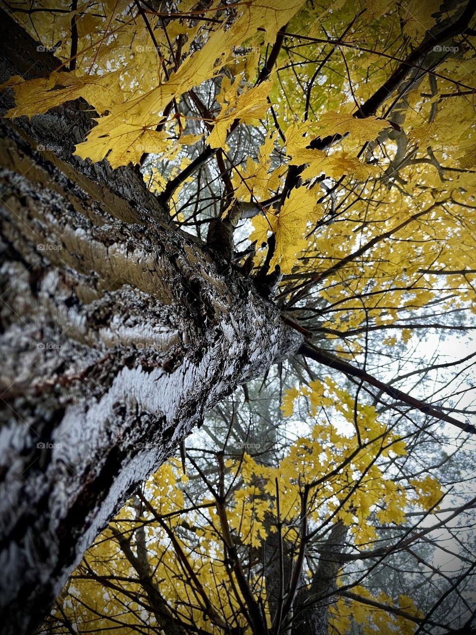 Wet maple with yellow leaves