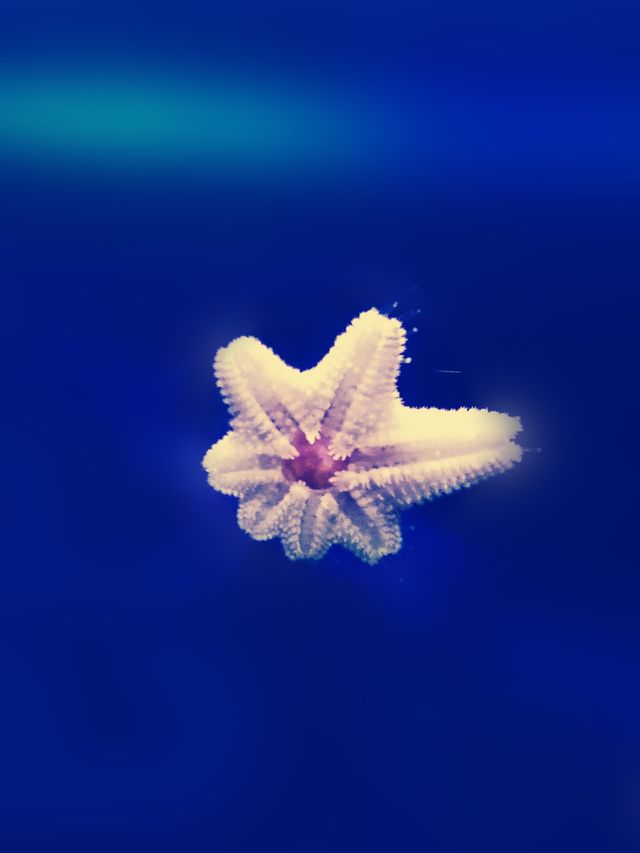 Stella marina