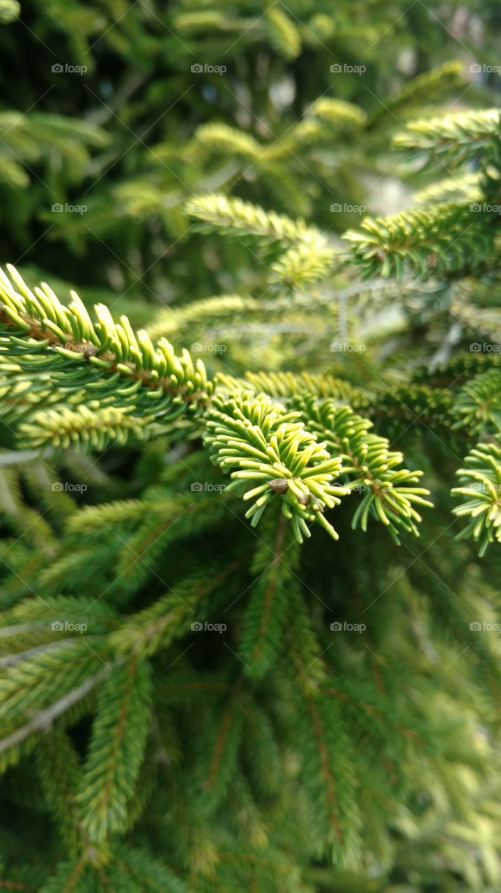 Pine, Tree, Needle, Winter, Fir