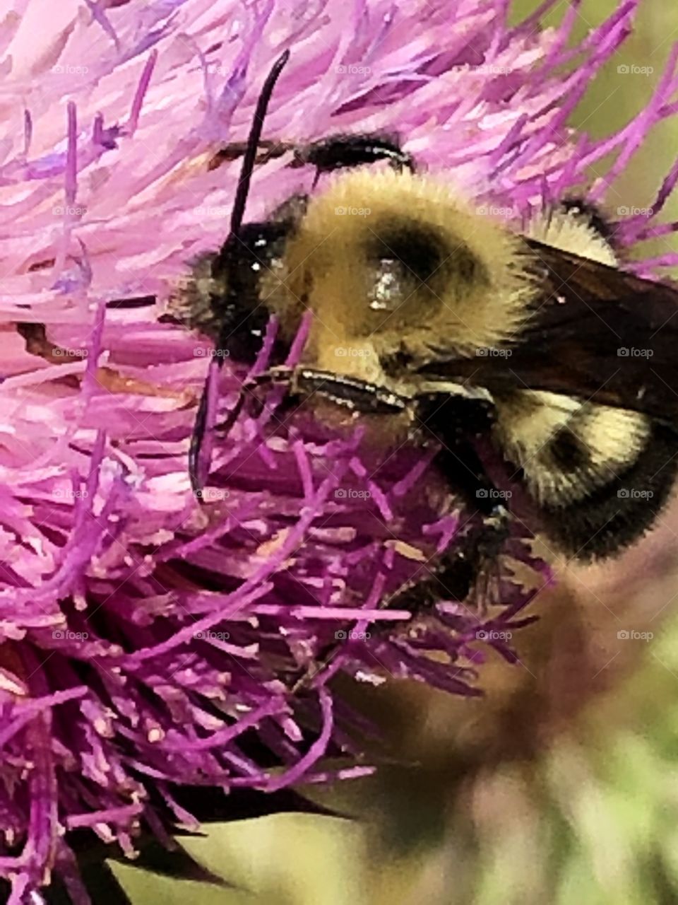 Bumblebee on wild flower 