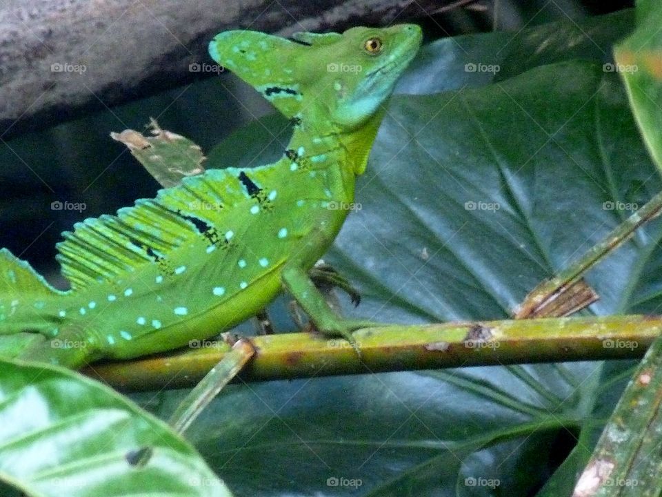 Bright green lizard in Costa Rica