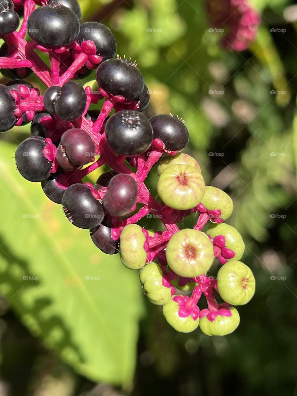 Pokeweed berries changing