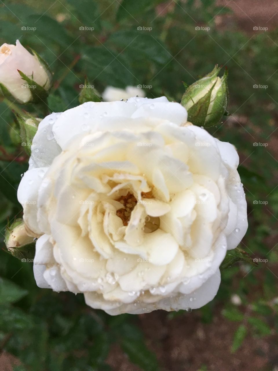 🌺Fim de #cooper - suado, cansado e feliz, curtindo a beleza das #flores.
🏁
#corrida
#running
#flowers
#CorujãoDaMadrugada
#alvorada
#flor