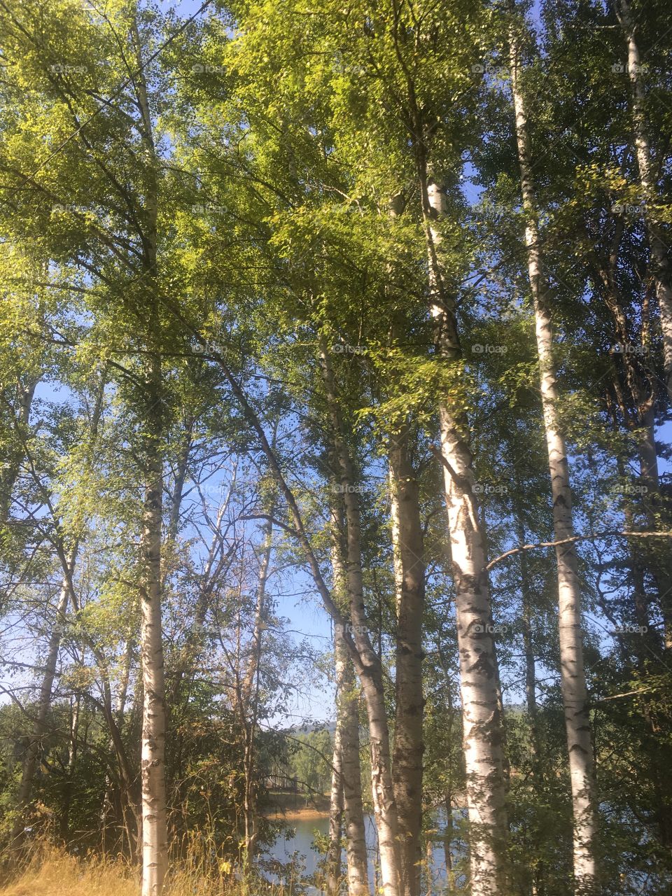 Trees near the lake 