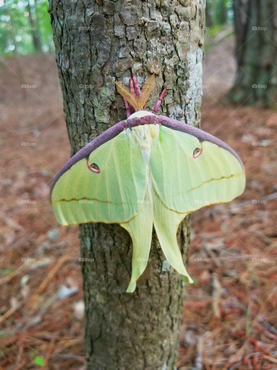 Luna Moth on Maple Tree Vibrant Green Witch Aesthetic