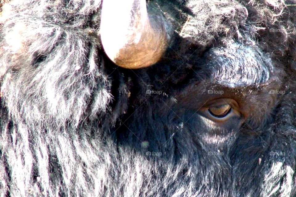 American Bison - close-up side view of head horn and eye