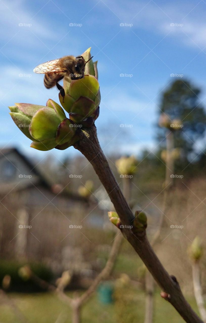 Bee on a bud