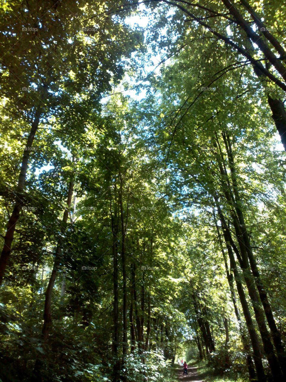 Wood, Nature, Leaf, Tree, Fair Weather