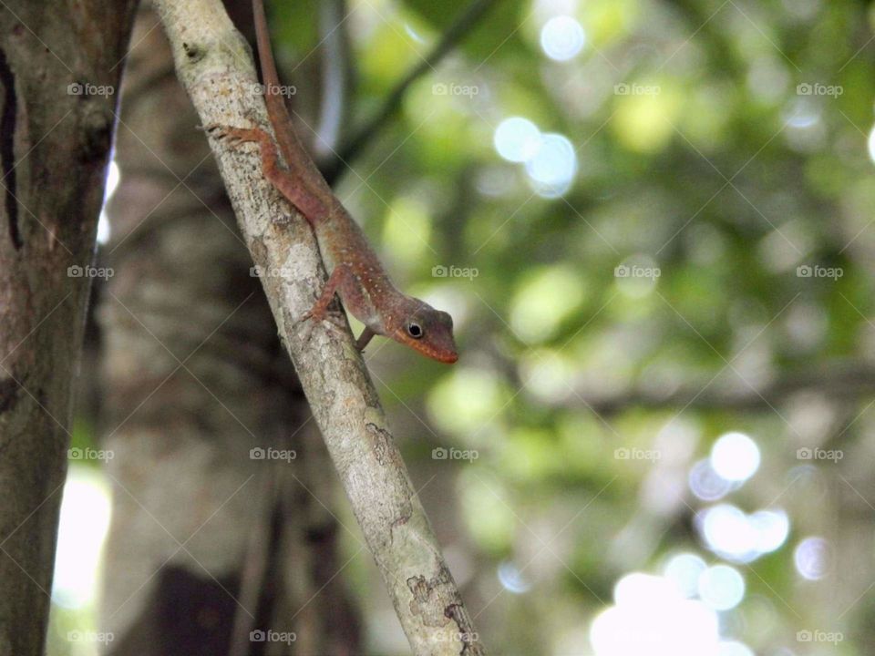 Captured while hiking along a mountainous trail in Portsmouth, Dominica 