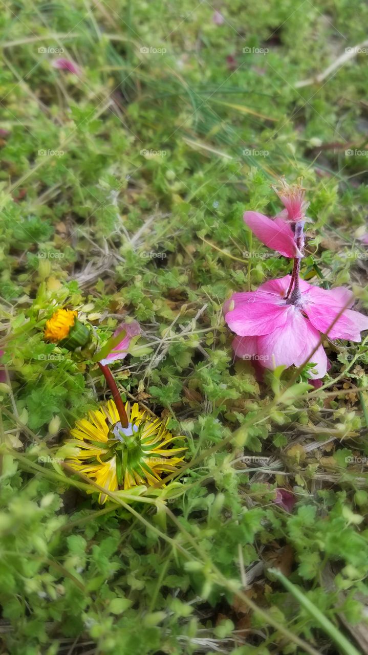 Yellow and pink garden fairies. Made from dandelions and crabapple flowers. They dance around the grass spreading spring.