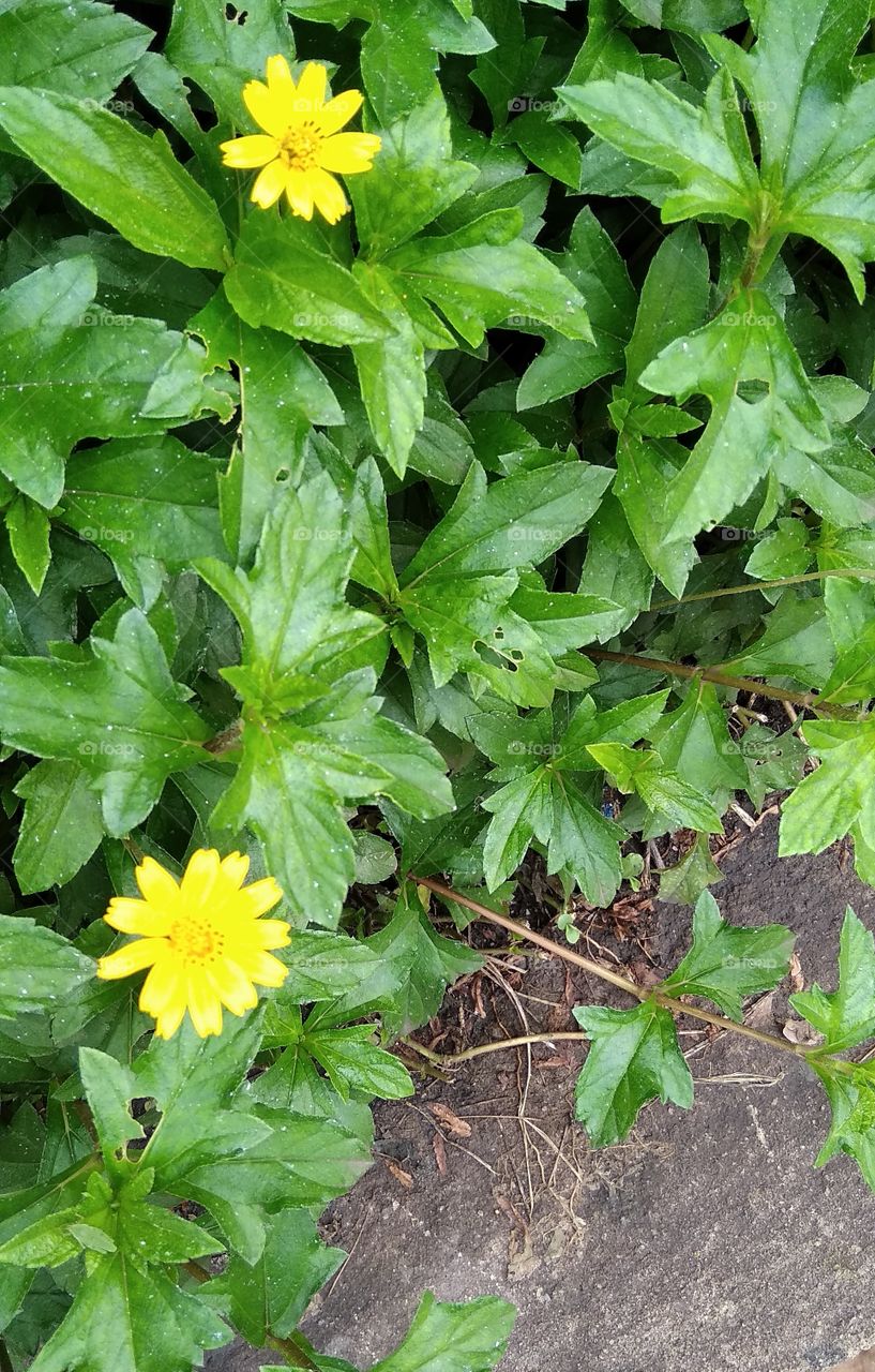 little yellow flower in morning