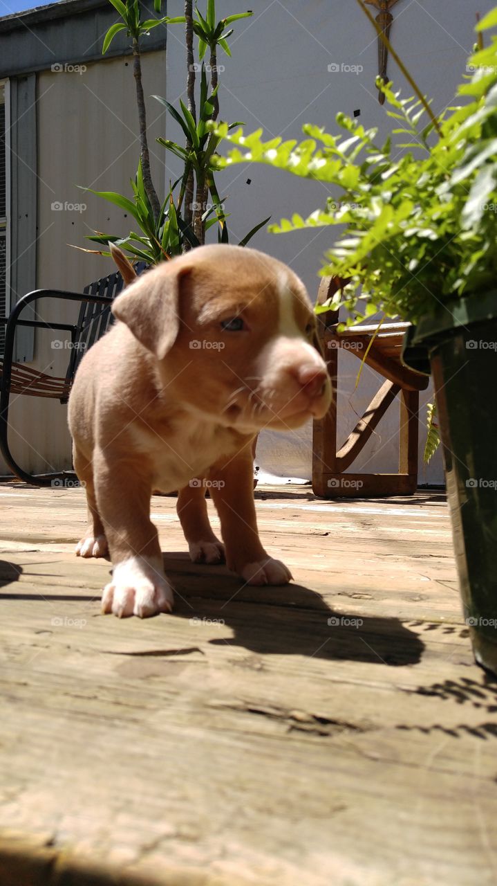 Blue fawn pit bull puppies