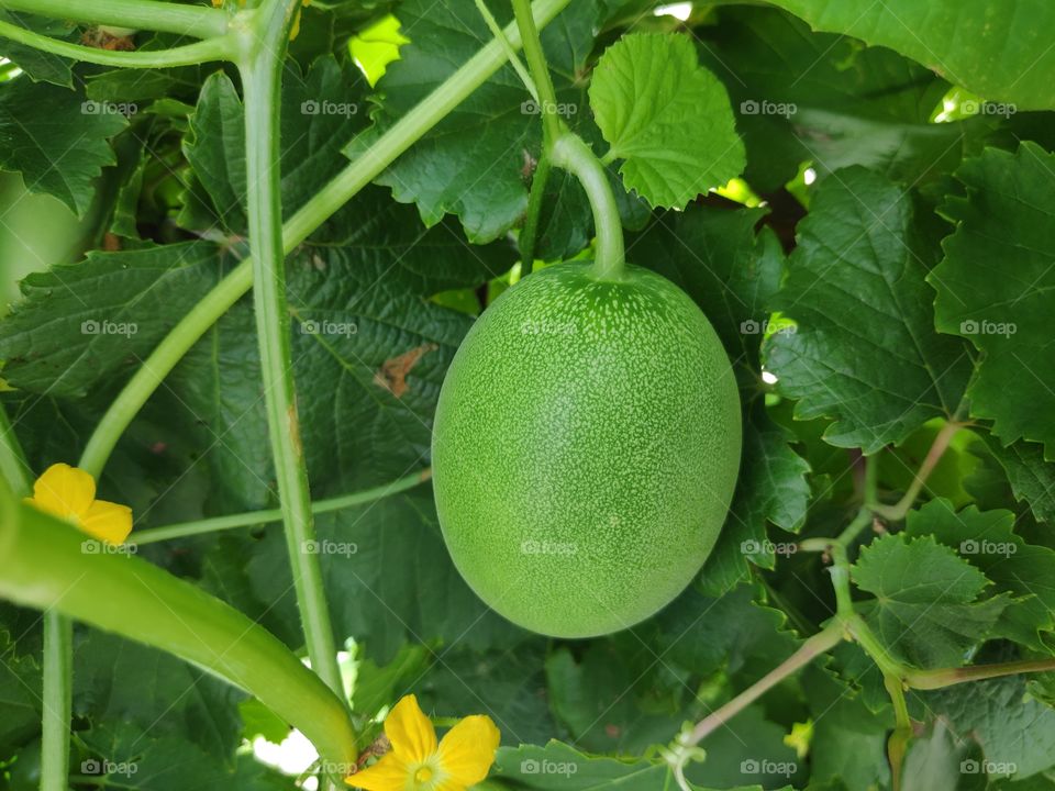 a image of cucumber plant