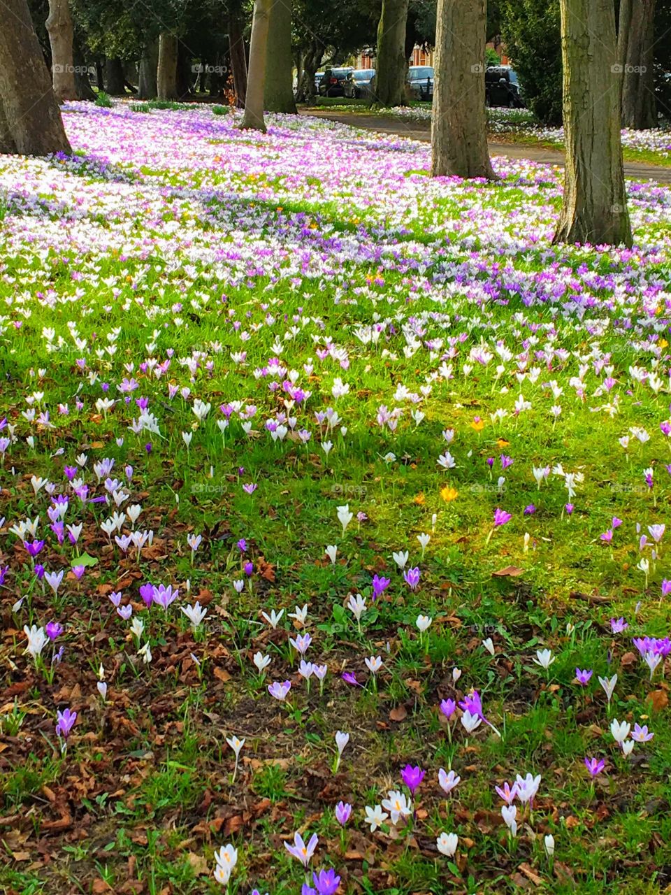 A carpet of mainly purple, pink and white crocus with an odd random yellow one here and there reaching for the sun .. Spring has arrived in my home town .. Every year these Crocus multiply .. beautiful sight  to see and you know it’s Spring 🌷