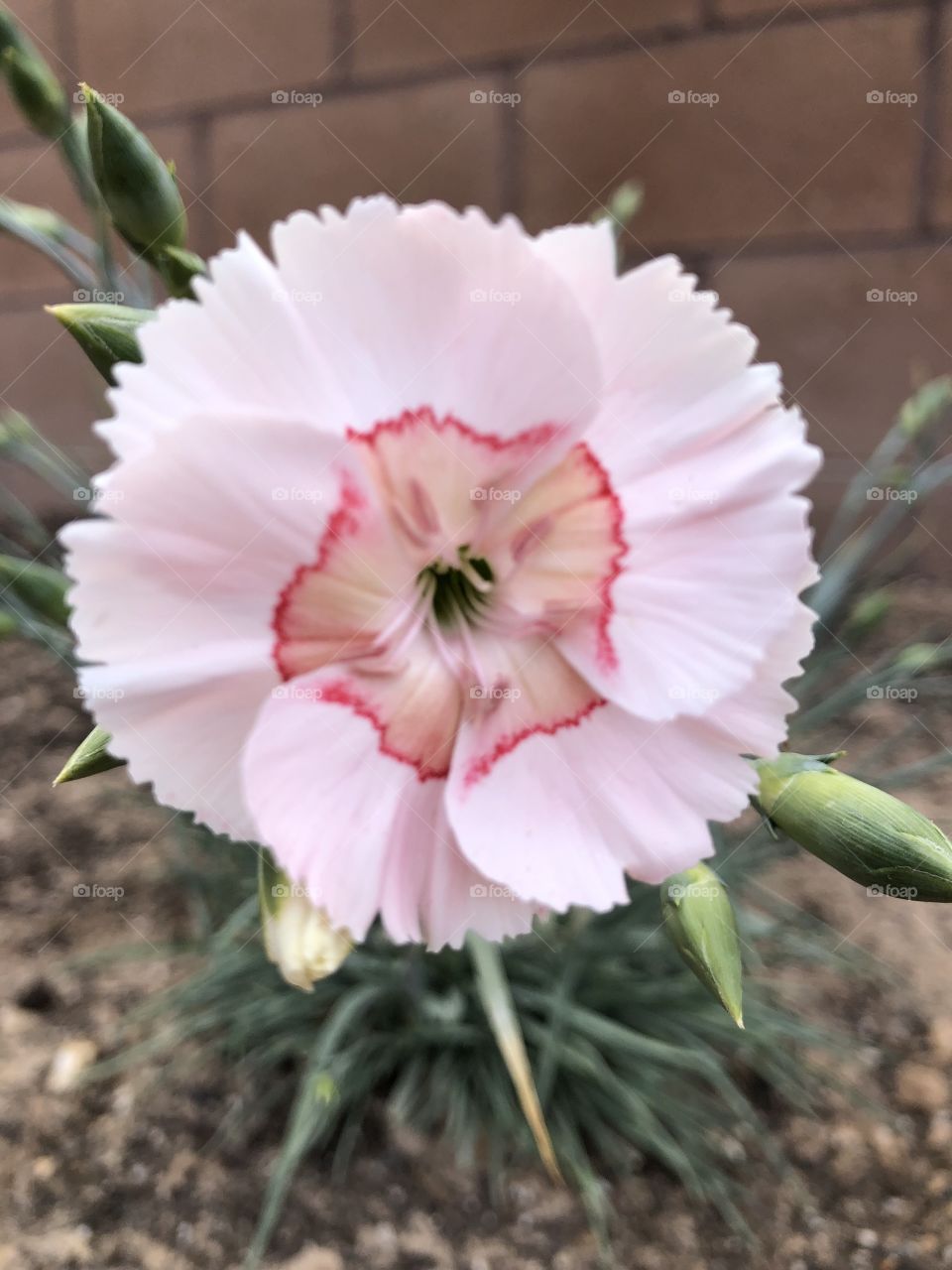 Pink Dianthus flower 