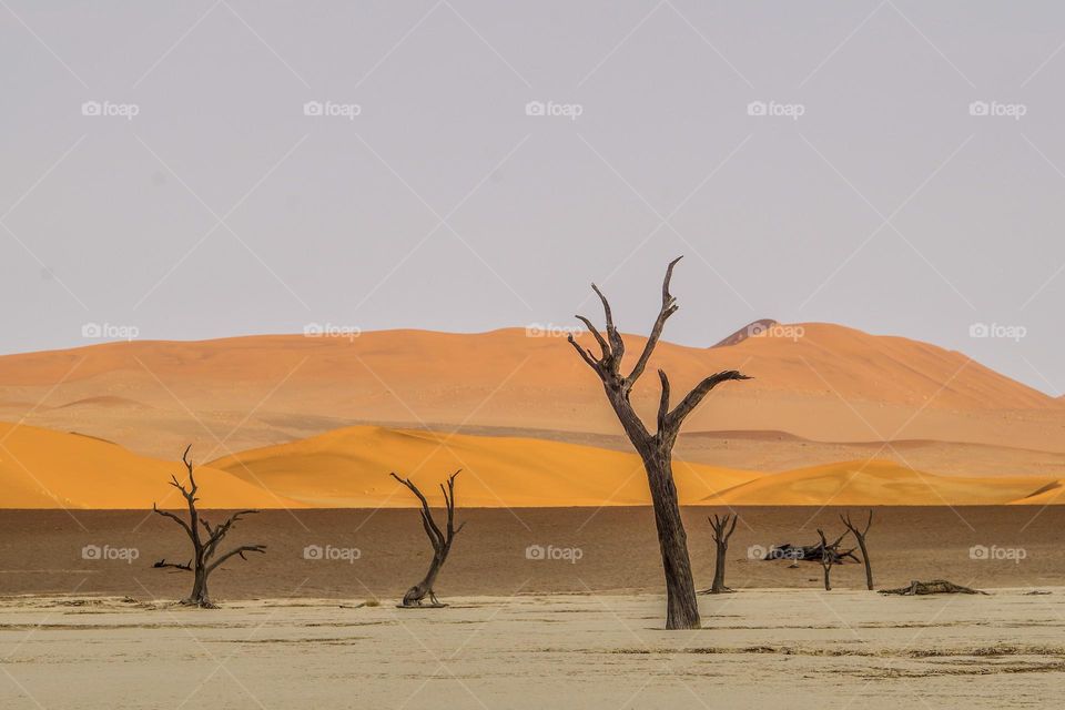 The Colors of the Namib Dessert 