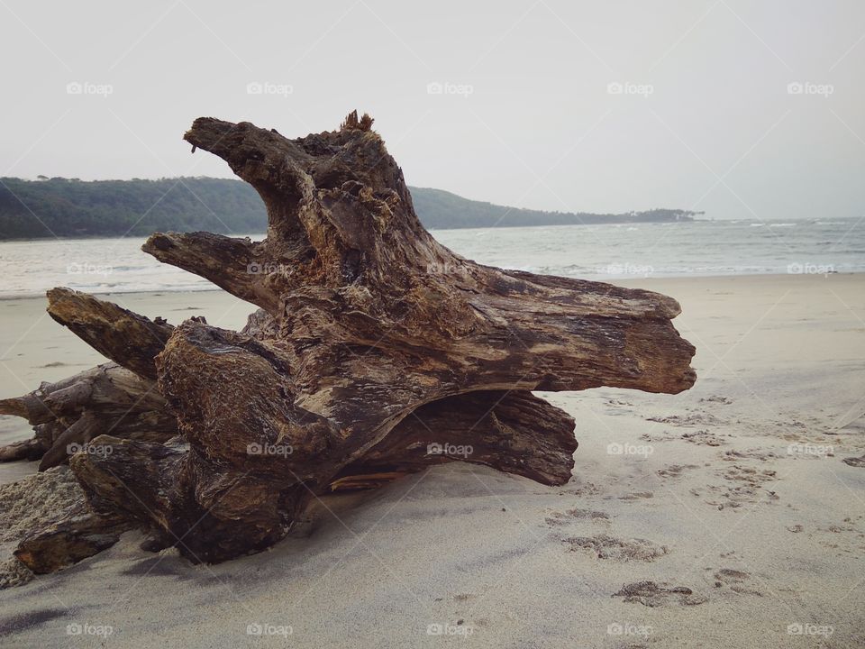 Remains of a tree trunk on a beach.