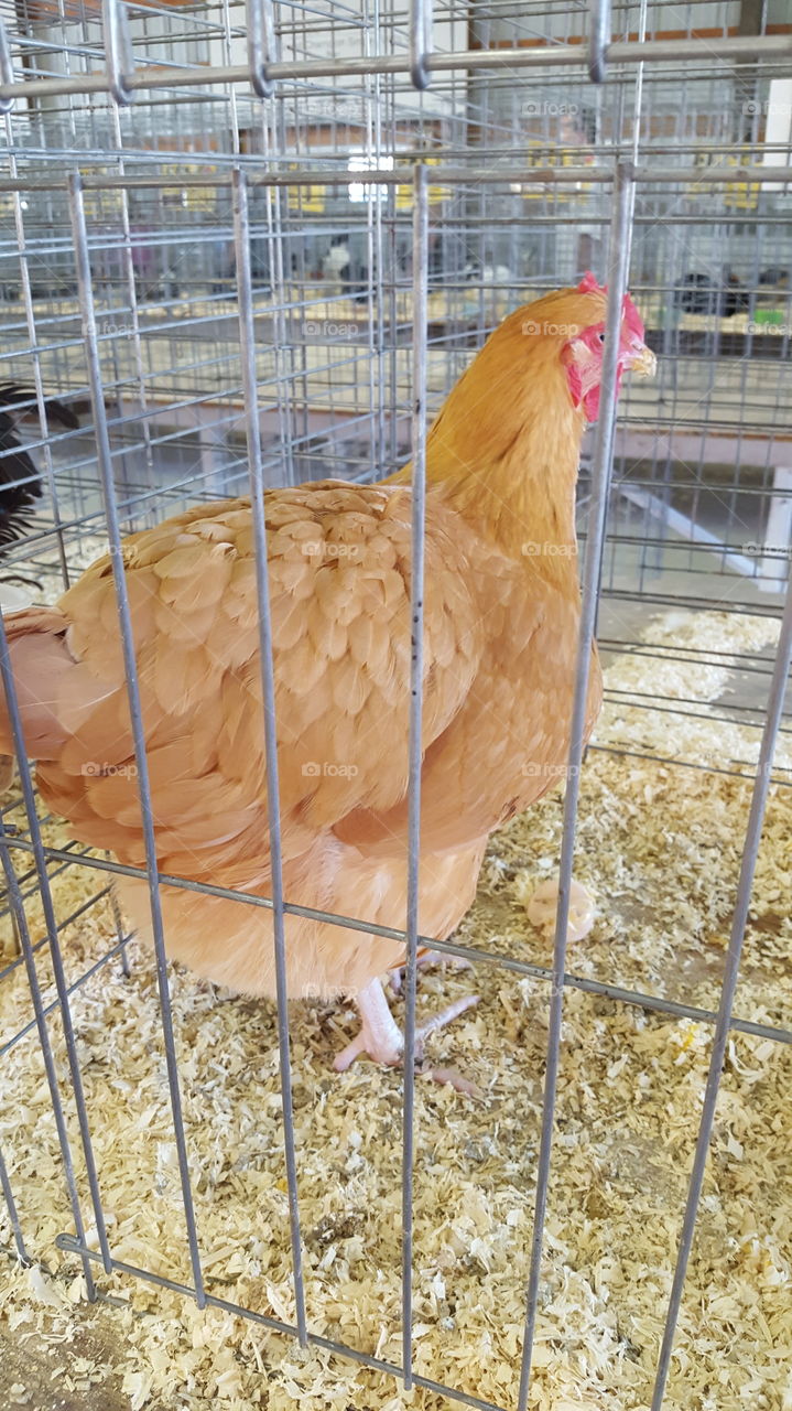 farm chicken