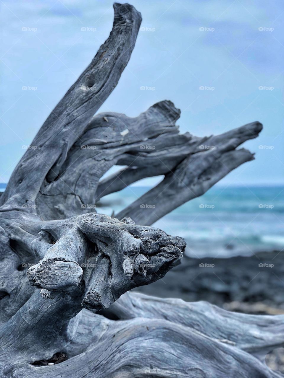 Oh driftwood, what have you seen!?