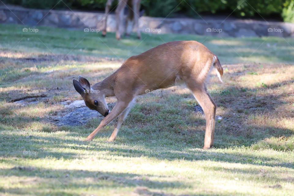 Fawn stretching in the field 