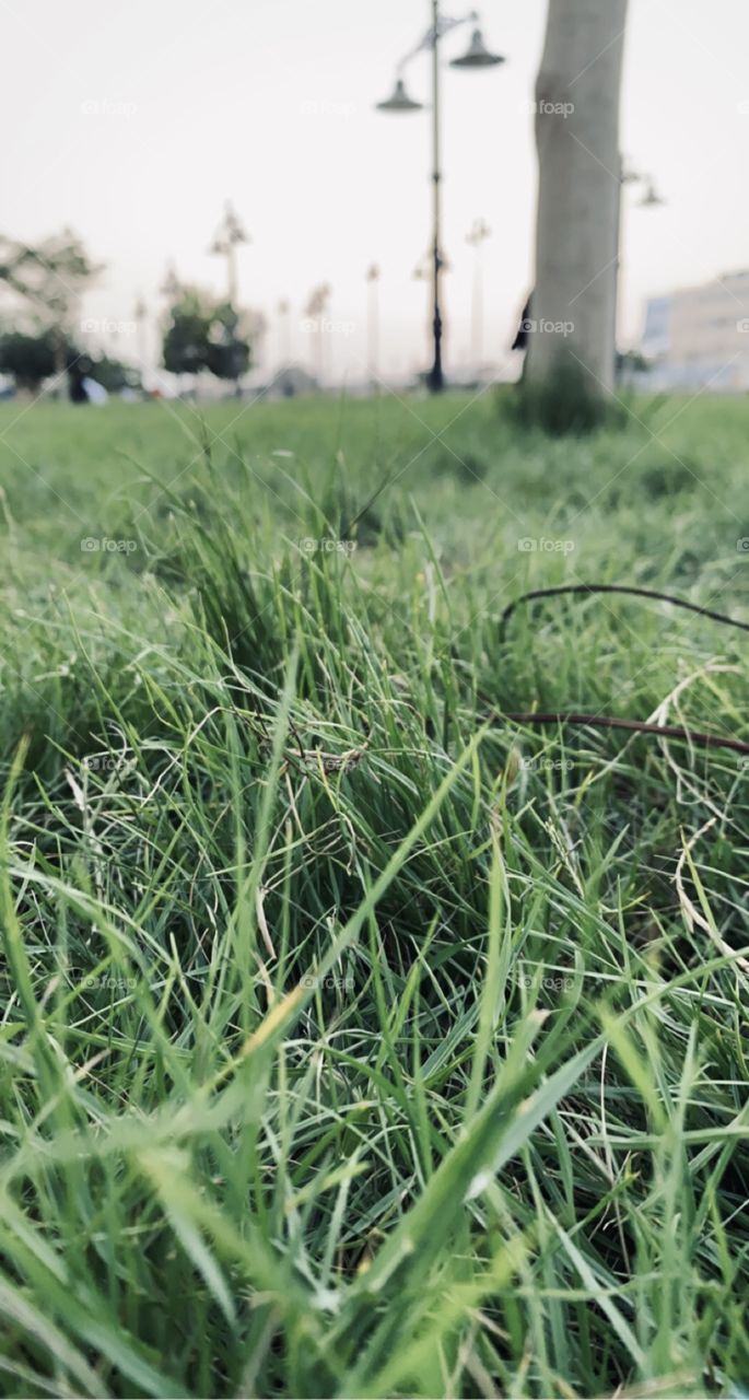 I went for a walk in the modest, beautiful and quiet neighborhood park