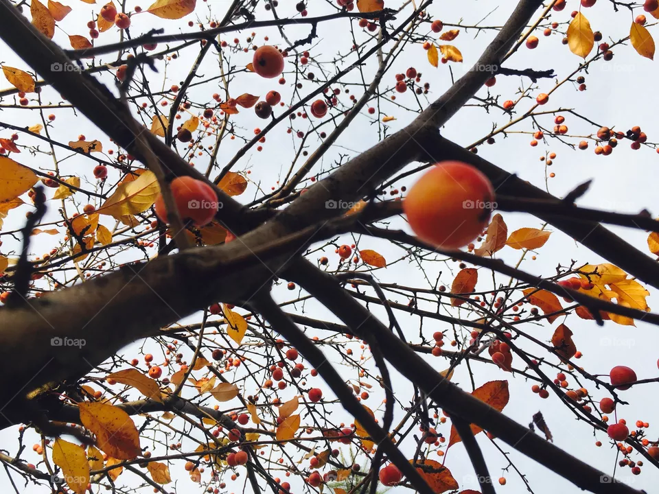 Autumn