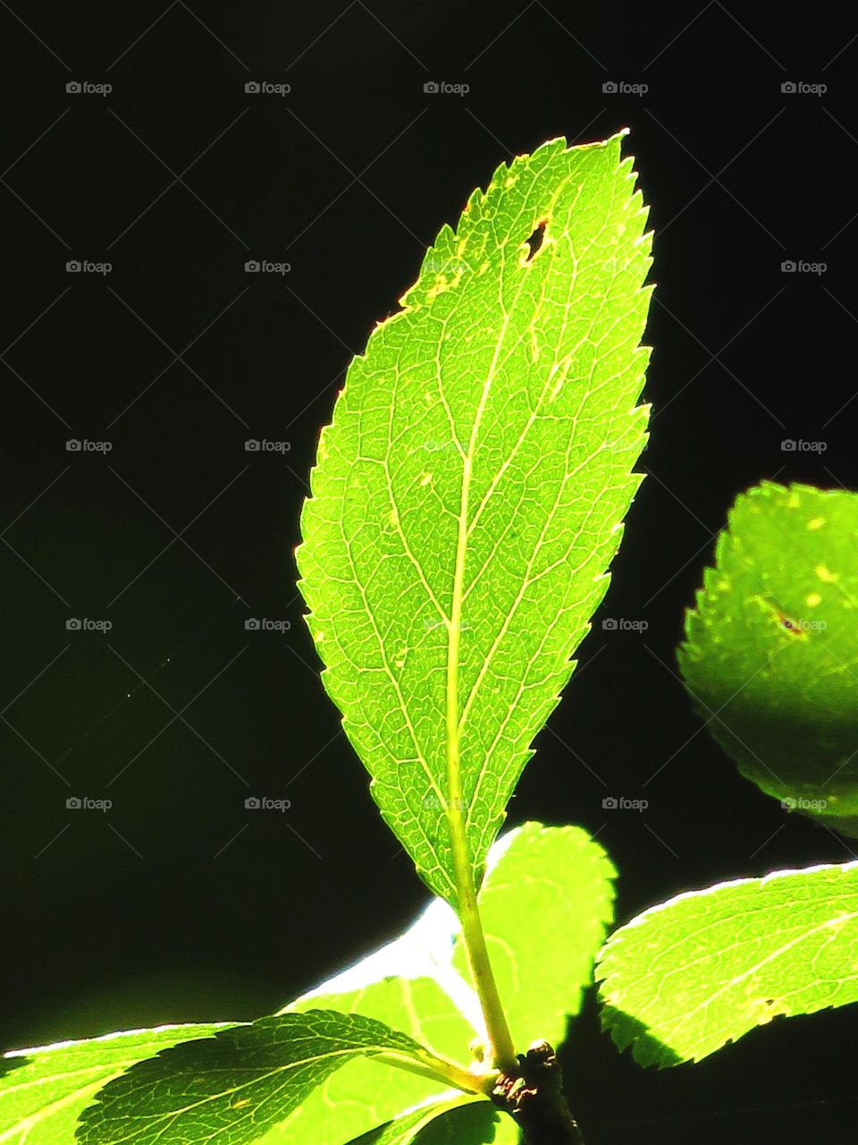 translucent leaf