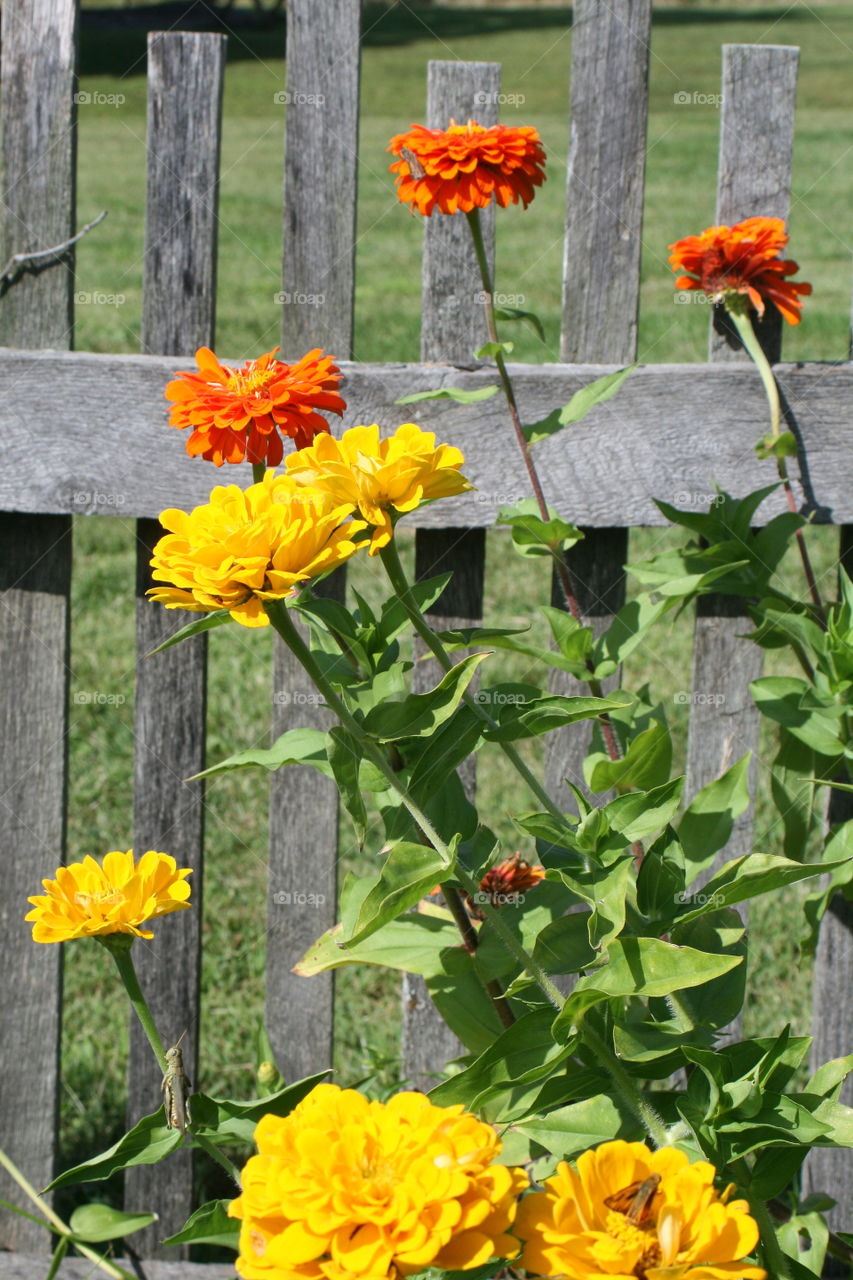 Sunny Flowers