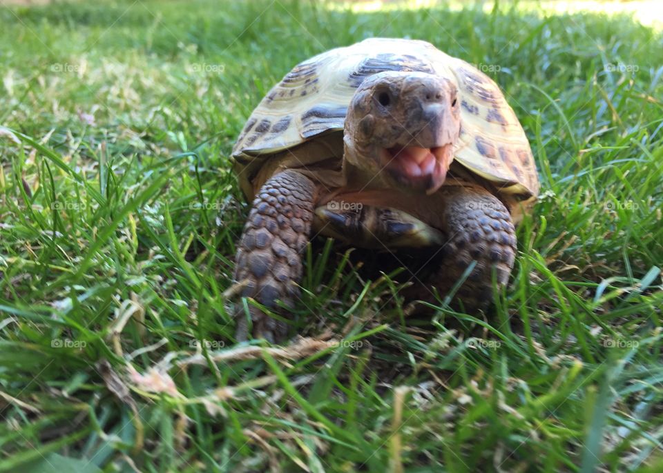Albert the tortoise. Reminding me that slow and steady wins the race.