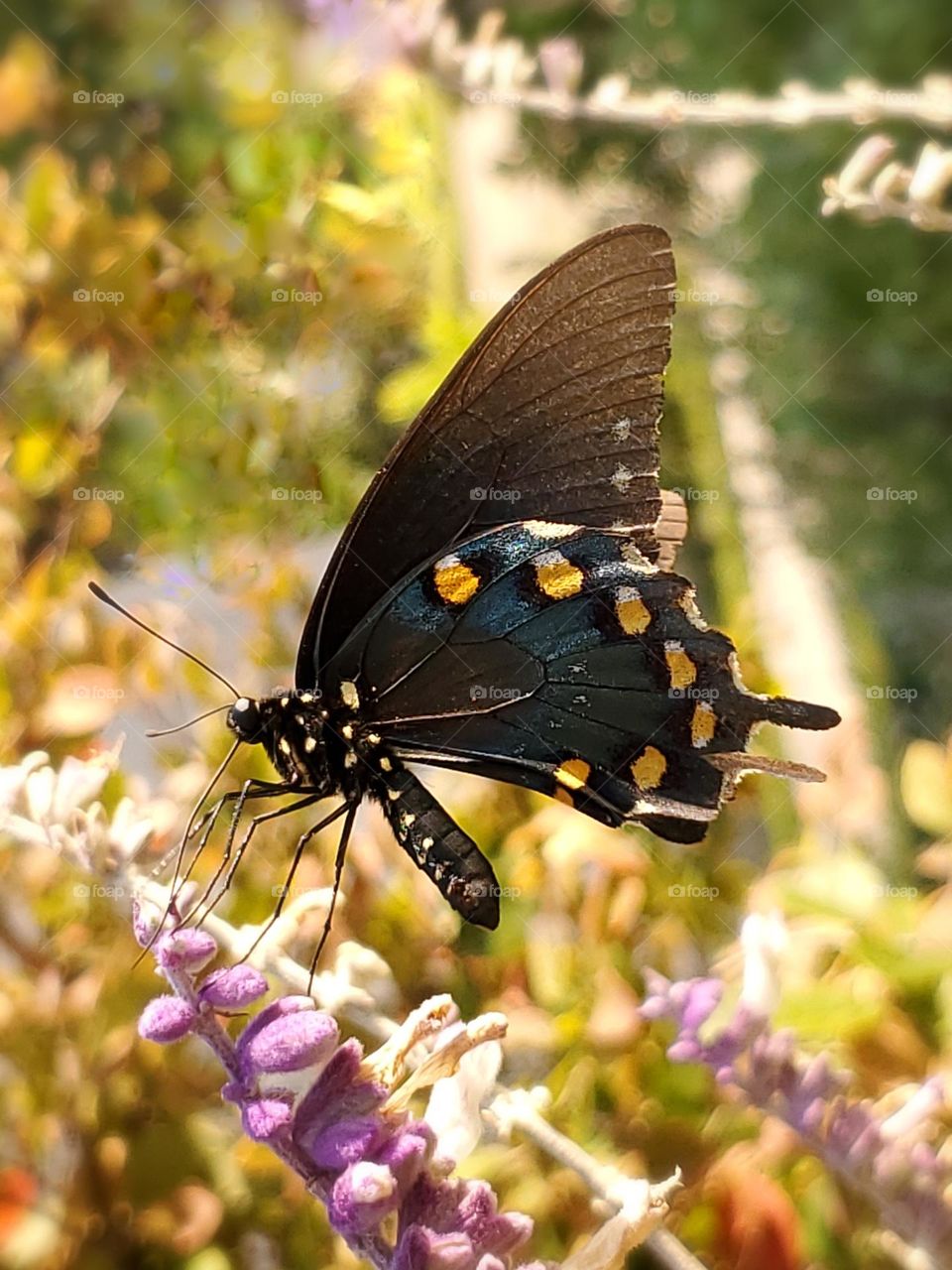 Closeup of a beautiful swallowtail butterfly feeding on fuzzy Mexican sage flowers on a beautiful golden sunny day.