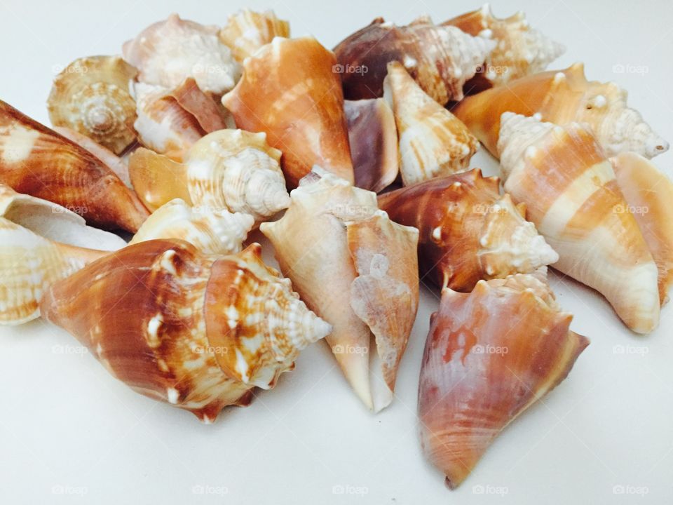 Fighting conchs sea shells