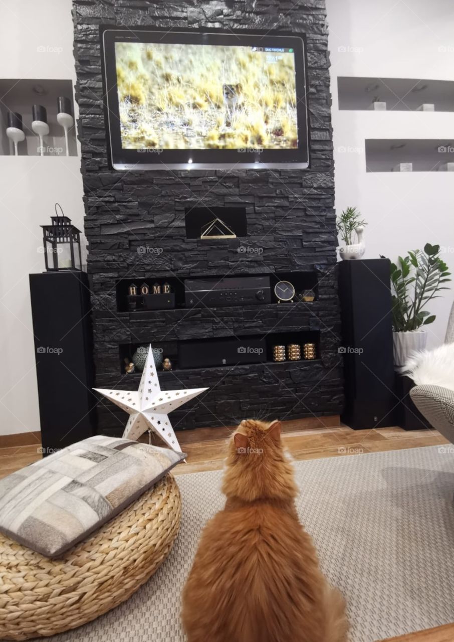 My cat is watching film about different cats all over the world 😂