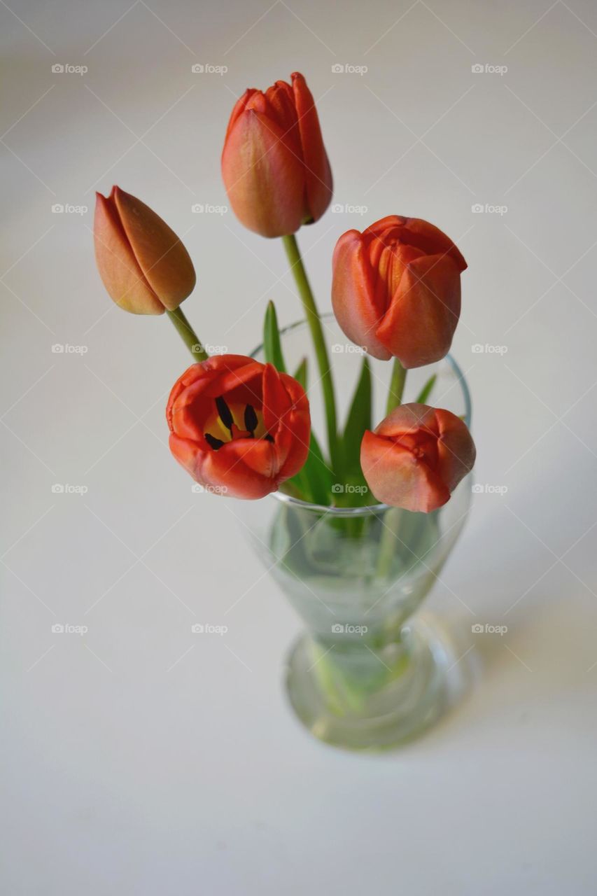 red tulips flowers in vase spring time