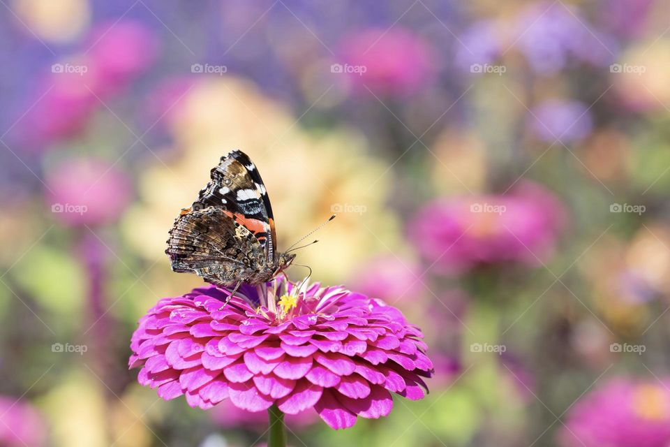 Closeup of butterfly collecting nectar from a purple pink dahlia flower in a beautiful colorful garden 