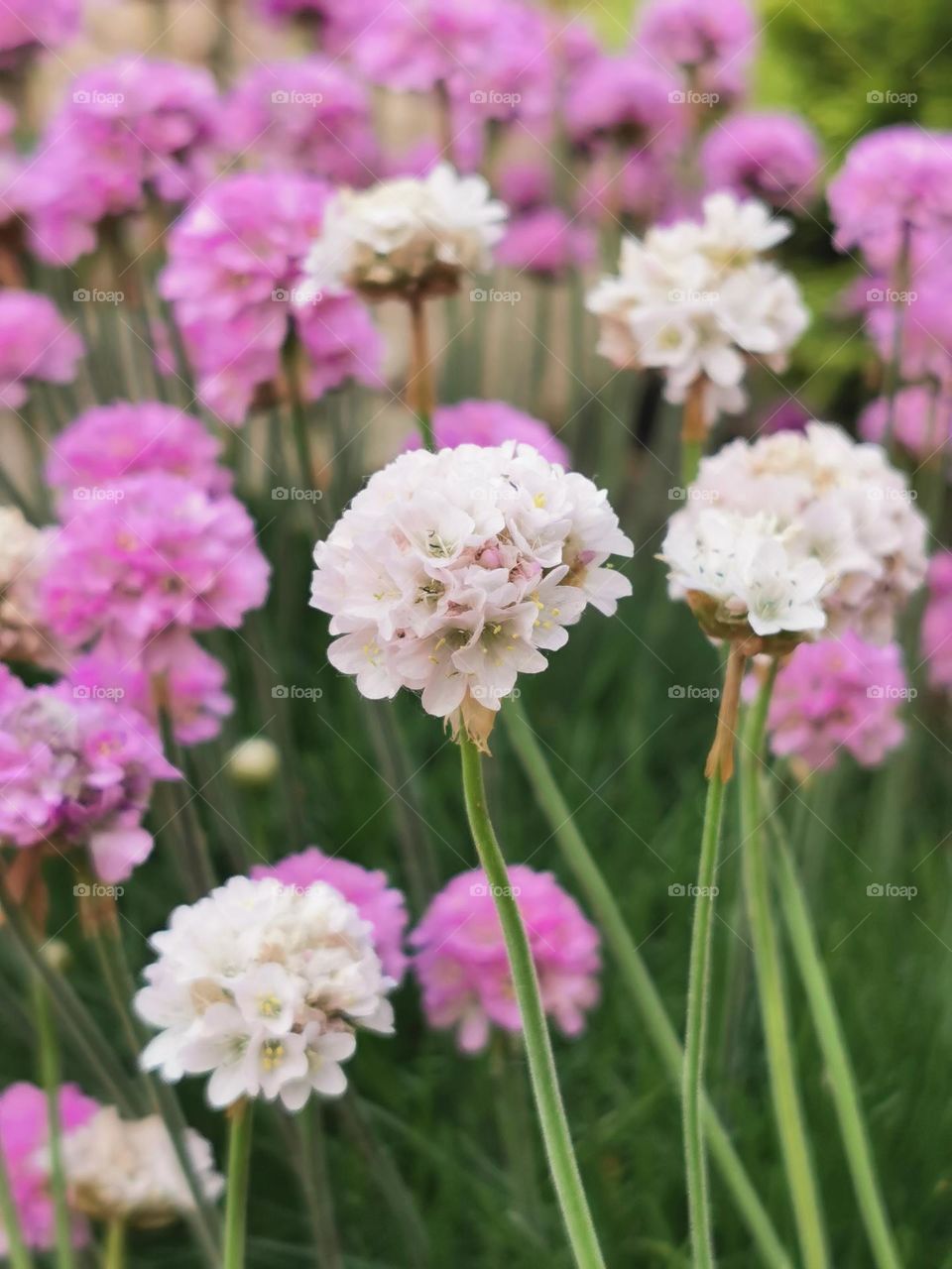 Close-up of sea thrift Armeria Maritima